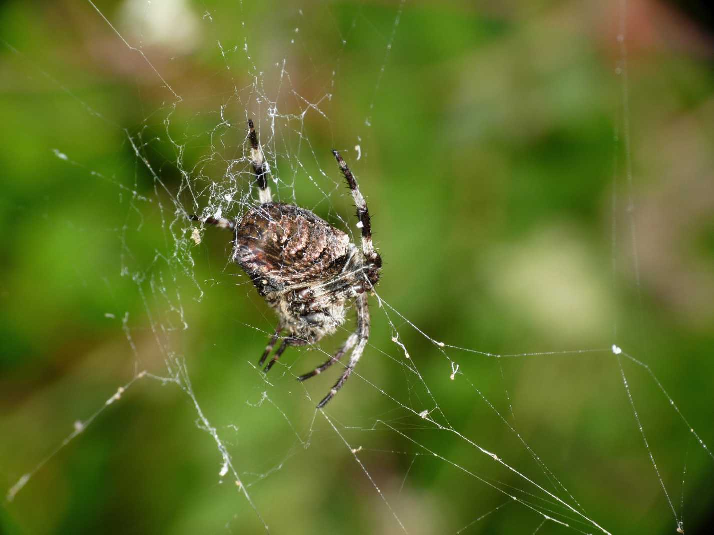 Araneus sp.